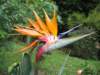 Strelitzia or Bird of Paradise